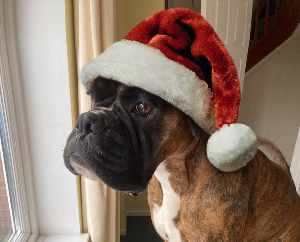 A brindle boxer dog is standing on a sofa and looking out of a window. He has his serious face on because he’s checking everything in the street is ok. He is also wearing a Santa hat.