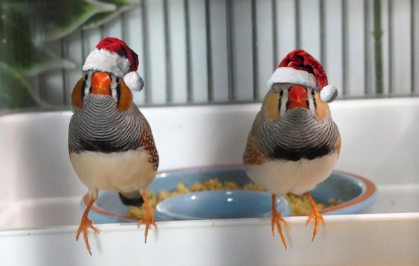 Two zebrafinches on the edge of an oversized bird bath, both looking at the camera, and both wearing Santa hats with the bobble hanging down. 