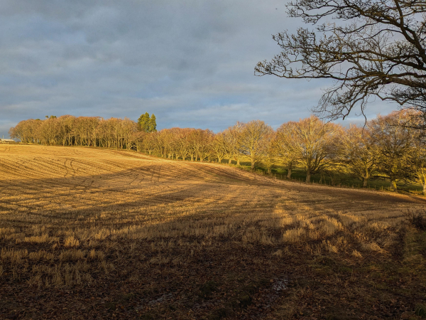 Colour photograph of a barley stubble field, mostly in the shadow if a tree in the right foreground, but lit by low afternoon sunshine at the back left. It is bordered by a hedge and small trees, which just catching the sun and glowing gold. The sky is cloudy and grey.