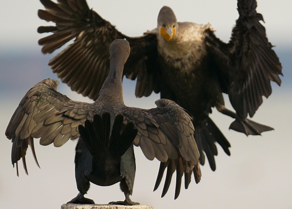 A Double-crested Cormorant stands firm against another coming in to challenge its place on a piling.