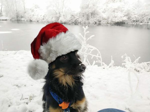 A fluffy black dog wearing a fluffy Santa hat in a snowy landscape.