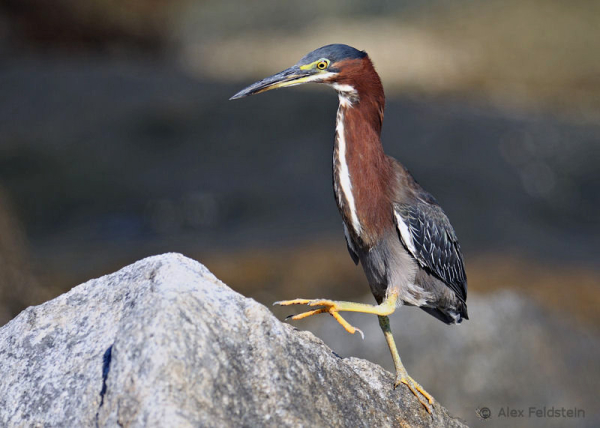 Green Heron climbing on rocks