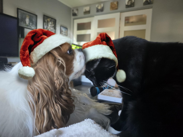 Bowser a brown and white cavalier spaniel licking Merlin, a black and white cat who is leaning in for the attention. The are both wearing Santa hats.