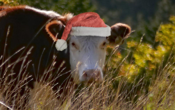 A cow with a white face wearing a Santa hat and looking to camera through some long grass.