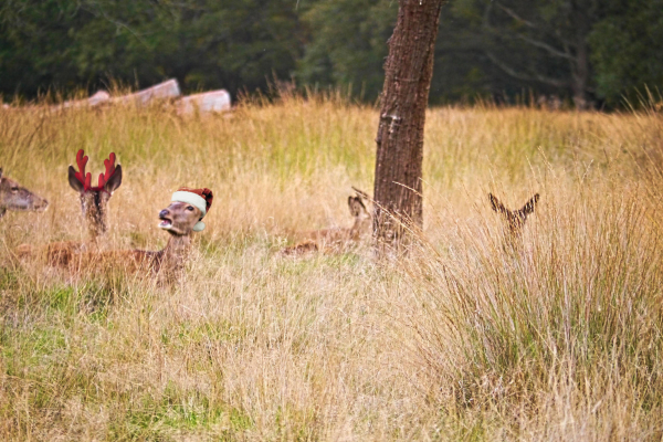 Five deer in the distance at Richmond park. One is leaning back, mouth open, and wears a Santa hat, another to its left is wearing Christmas reindeer antlers because that, people, is comedy to a deer. The other three are as nature intended.