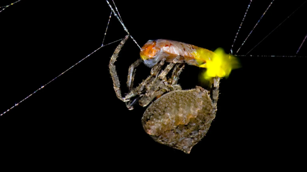 [ImageSource: Newatlas]

It all started with an observation that almost all fireflies in webs were male, and careful investigation revealed it’s not just some odd coincidence. When spiders are not present, the male fireflies don’t act any differently. When a spider is present and detects a male firefly, the spider wraps and bites the firefly differently than other insects. It’s unknown exactly what happens, but this somehow results in the male firefly imitating a female’s flash patterns. Males see this and swoop in to mate, but with a rather different outcome than expected.

The research paper contains added details but it’s clear that there is more going on in this process than meets the eye. Spiders are already fascinating creatures (we’ve seen an amazing eye-tracking experiment on jumping spiders) and it’s remarkable to see this sort of bio-hacking going on under our very noses.