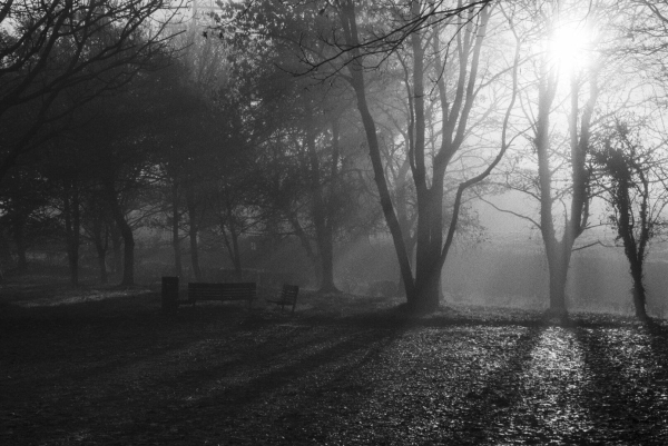 sun rises behind the trees surrounding a small car park covered in fallen autumnal leaves and gently illuminates a trio of wooden benches and a council waste bin all captured on grainy black and white film