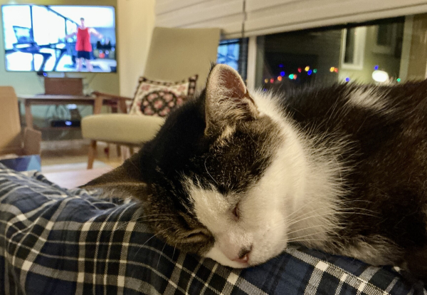 Cat sleeping on Masters lap. Dreaming of something as she constantly twitches.