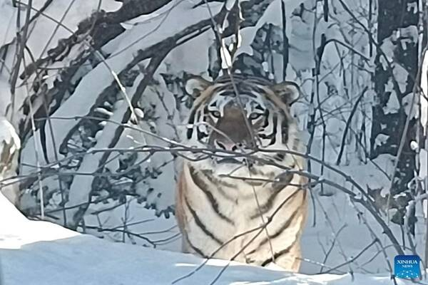 Zum ersten Mal seit 30 Jahren wurde ein wilder Sibirischer Tiger im Naturschutzgebiet in China gesichtet