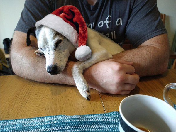 A wee white dog with black ears lies over someone's arm, snoozing, wearing a santa hat.