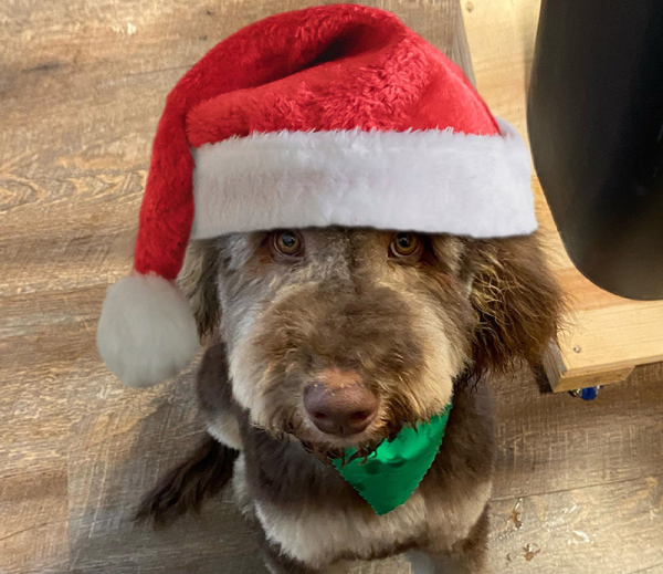 Winston the brown and cream Goldendoodle puppy sitting like a Very Good Boy and looking directly into the camera. He is wearing a fluffy Santa hat with the bobble dangling down on the left.