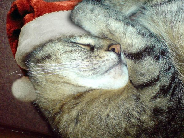 A head and shoulders photo of a sleeping tabby cat.
She is lying on a plain dusky red carpet, on the left side of her face. her head is curld around onto her right armpit. She is now wearing a fluffy Santa hat. She has her right front leg/arm over her face covering her left eye and the left side of her face and hat.