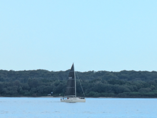 Black sails sailing boat on a river along a mangrove reserve 