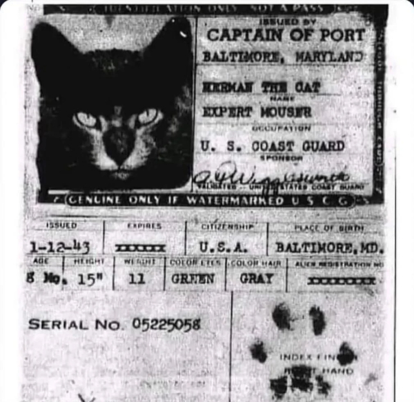 Copy of passport issued by Captain of Port, Baltimore, Maryland to Herman the car, Expert Mouser. Occupation is described as U.S. Coast Guad.
Issued 1-12-43, no expiration date, citizenship USA, born in Baltimore. Age 5 months, green eyes, gray "hair".
There's a paw print in the lower right and a photo in the top left.