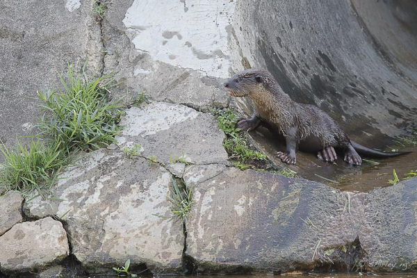 A picture of an otter.