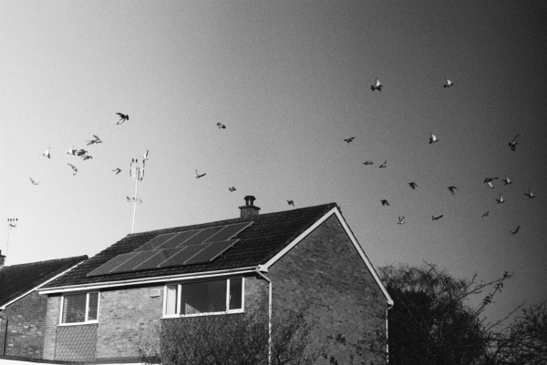 black and white photograph of a flock of pigeons alighting from the roof of a suburban house in the UK