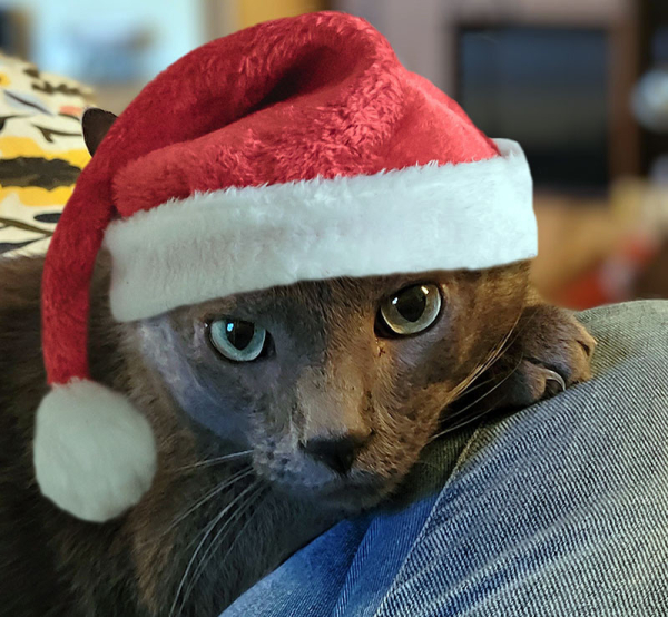 Headshot of Jorge, a solid grey cat, with his head resting on cafechatnoir's knee. He is wearing a Santa hat with a low dangling bobble on the left hand side.