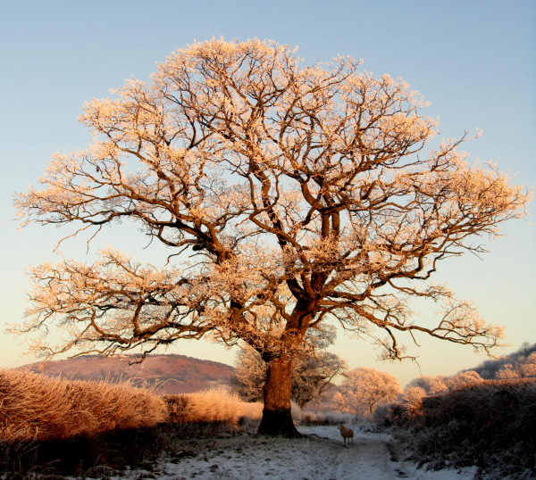 against a pale blue winter sky, an oak tree is lit by the setting sun. its branches are covered in a hard frost that's glowing pale gold in the light, and its trunk is a rich, golden brown. it lives on grassy path — an old roman road — that runs between two sets of fields bordered by hedges which, in this image, are equally glowing gold and brown. there's snow on the ground: not a lot, but enough to cover most of the grass, and its shadowed undulations look blue in comparison to the sunlight areas. on the horizon, there are hills, dark copper-brown now with hint of dark green gorse scattered across them. a single sheep stands in the shadows next to the tree on the right, looking towards the camera.

this image was taken in the winter of 2010/2011, and it was taken at the last (and only) place that was home for me. we left in 2016 for complicated reasons but are trying to get back now. writing this alt has actually made me cry, so i'm going to leave this here and hope that the image is as beautiful to you as it is to me.