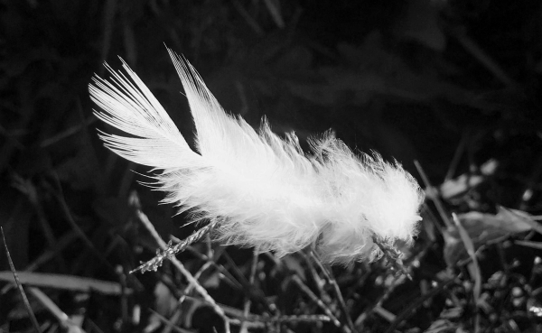 a black and white image of a white feather resting on grass. the background (grass) is grey to black, and the feather stands out as a soft but shining white against it. most of feather is lying more or less horizontally but it slopes up diagonally from right to left. does that make any sense? 
it's very fluffy on the right side — the bird end — but the left side, or that side that would've been further from the bird's body, is stiffer and more substantial. the individual quills are parted in a narrow v shape toward the end.
and i've just described something that looks, to me, ethereal and magical in some of the dullest language possible, i'm sorry. but if snow were feathers, drifting down from the birds of a winter sky to rest a while on the solid earth, this is what it would look like.