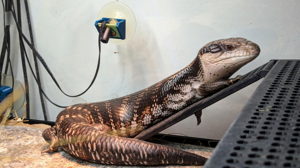 Photo of an Eastern Blue Tongue skink inside a lizard enclosure, lying on a plastic ramp. One of his front legs is casually hanging down over the side of the ramp.