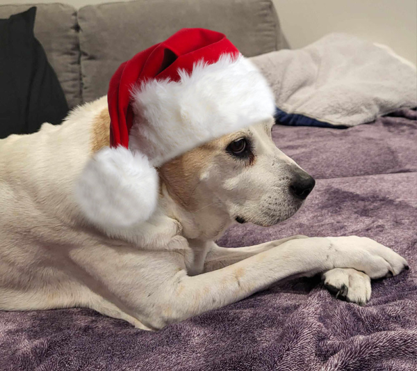 Bailey, a white and tan mixed breed, short haired dog, with somewhat long ears.  She is on a sofa, with her front paws crossed, wearing a Santa hat.