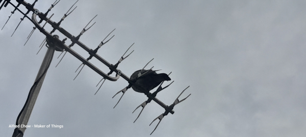 A pigeon sitting on a TV aerial. Seen from underneath and behind.
Effectively the view is almost looking up at the pigeon's bum!