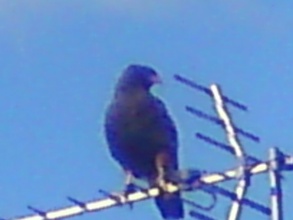 A blury image of a Harris Hawk perched on a TV aerial. Its body is facing the camera but is head is turned to its left looking over its shoulder.
The background is a clear deep blue sky.