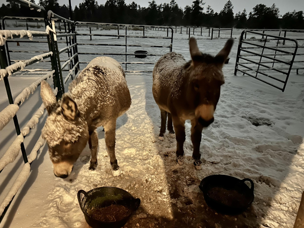 Two very frosty looking donkeys in a snowy barnyard and the dim light of dusk. They have a barnstall in which to take shelter but mostly prefer to be snowed upon. It shows. 