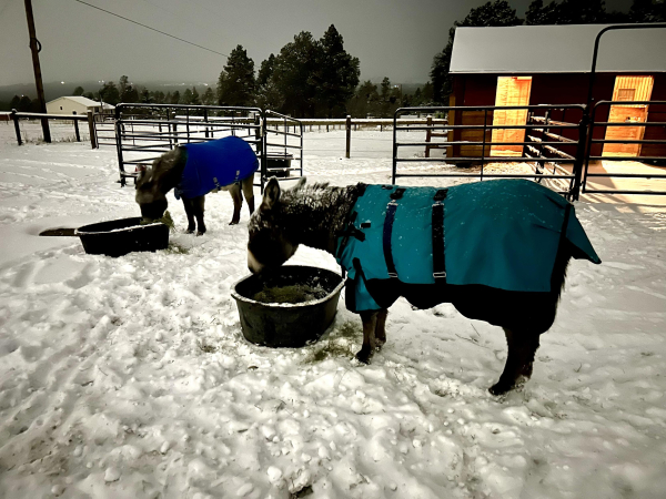 Two frosty donkeys now wearing warm winter coats and eating their evening hay from large tubs. The warm cozy barn beckons in the background but they’d rather not.