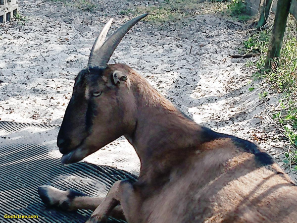 A brown goat with horns is laying on a rubber stall mat that is in the goat pen next to the deck. She looks back at the camera and sticks her tongue out