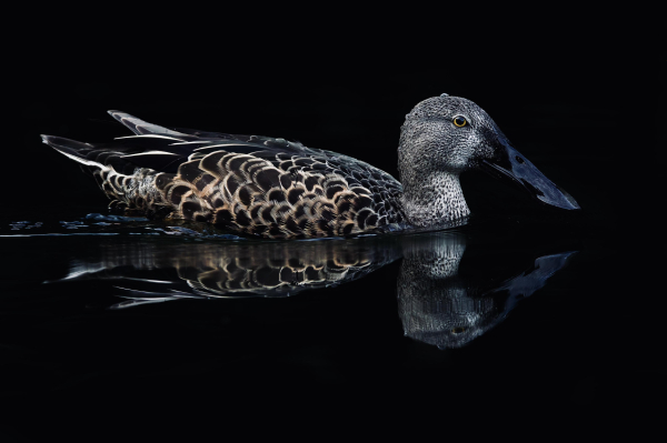 A shoveler on a black background reflected in the water below.