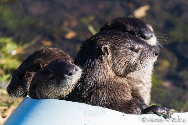 A picture of an otter.