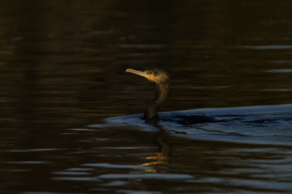 A cormorant surfacing in dark water during golden hour, it's beak catching the light and ripples pushing out from its motion.