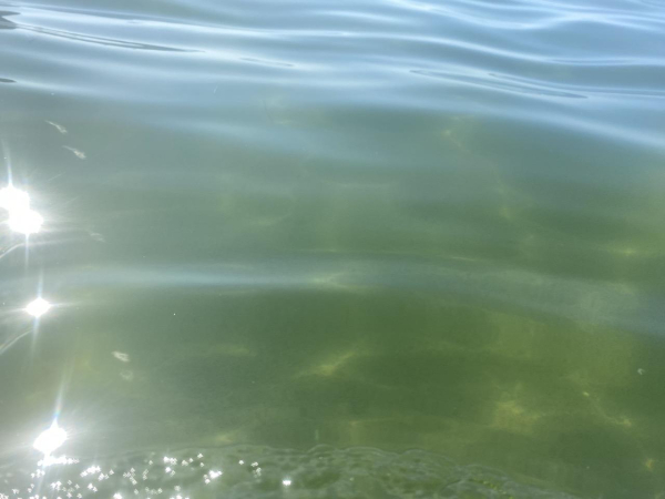 Dazzle of sunshine on green water of the Ocean Baths. Highlights of lighter yellow amid the green where the light gets in.