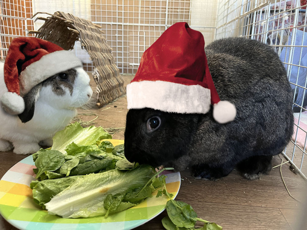 Two bunnies nibbling on a plate of greens, both wearing Santa hats.