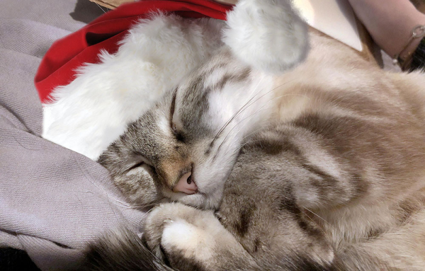 A beige-black-white cat with a rust-coloured patch above her salmon-coloured nose is curled up asleep on a grey blanket. her feet are all tucked up and cosy by her face. She wears a fluffy Santa hat