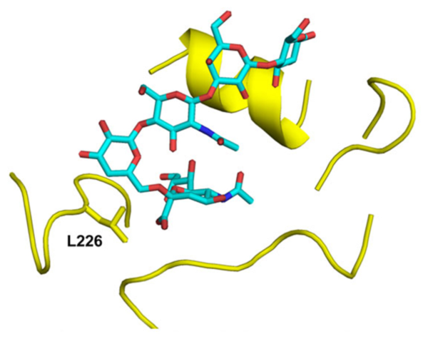 [ImageSource: Scripps Research]

<Receptor binding site of the A/Texas/37/2024 hemagglutinin Leu226 mutant (yellow) in complex with the human receptor analog LSTc (cyan).>

While several of these morphing mutations are usually needed to put humans in danger from avian influenza, this time the transformation process could be quicker, scientists from the Scripps Research Institute in California found.

"The findings demonstrate how easily this virus could evolve to recognize human-type receptors," says infectious disease scientist Ting-Hui Lin, first author of the new study.

The researchers also investigated the H5N1 2.3.4.4b strain of the virus found in recent human infections, finding that a single amino acid mutation in a key protein would be enough to switch the virus target from avian-type receptors to human-type receptors.