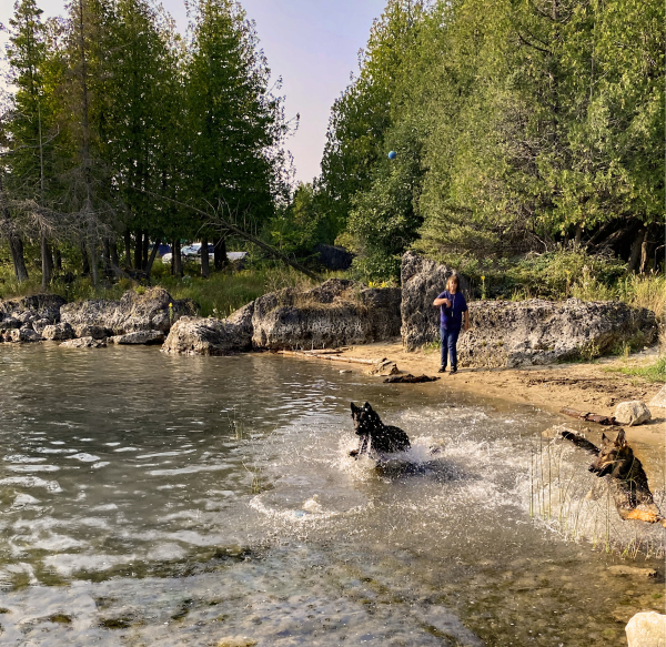 Two sable German Shepherds leap through shallow water chasing toys just thrown by a woman standing on the beach. The  shoreline is extremely rocky and progresses quickly into heavy tree growth.   