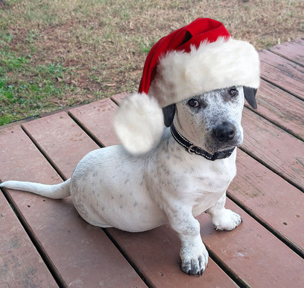 A small white dog with black ears sits on a wooden deck looking up at the photographer, wearing a large Santa hat (needed to not squash the ears).