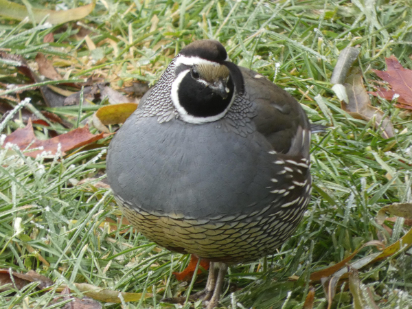 Close photo of an almost unbelievably round, plumped up quail standing in damp, leafy grass, facing the camera and cocking eir head coquettishly to eir left. Eir chickenlike feet are posed demurely together in ballet's first position, and they reach up like a little stand on which rests the full globe-y glory of body of the quail, which is a wonderful slatey grey with a sort of basket of gold scales about midway down, as though the beautifully plump fruit of em has been nestled in one of those soft foam nets that Asian pears rest in in the grocery stores here. Eir brown wings are tucked with epic aplomb behind em, and e is looking at us out of eir flirty eye, which rests under eir bushy bronze unibrow set in the gorgeous glossy black of eir face, thin, white racing stripes demarcating a circle that wraps under eir chin and makes a band over eir eyebrow. Above this little sporty sweatband, the crowning glory of the quail puffs up: a short brown pompadour with a lick of arcing plumage that swoops up and over like the short feathery lantern of a lanternfish, only made of shadows. Eir coy look is a absolute invitation to adore em.