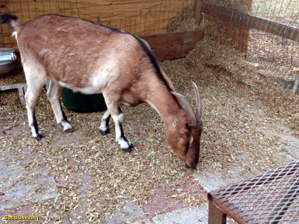 A tan goat with black markings along her head and spine, eats hay that she spilled on the ground. She is standing at the feeding area which we call the salad bar.