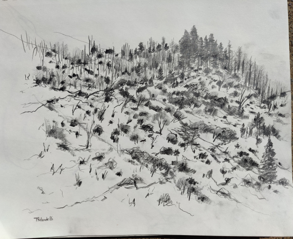 A detailed sketch in pencil of a previously burned hillside, graphite sketch