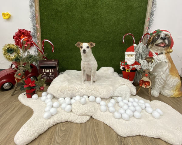 A small dog sits on a fluffy white rug surrounded by festive decorations