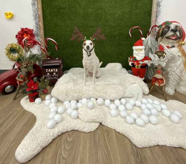 A small dog wearing reindeer antlers sits on a fluffy white blanket surrounded by festive decorations