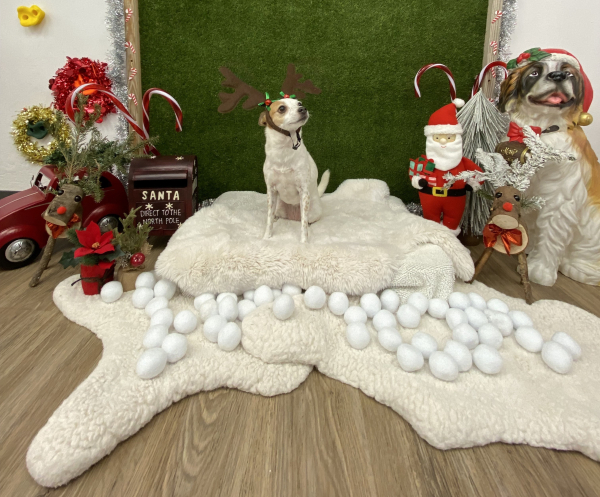 A small dog wearing reindeer antlers sits on a fluffy rug surrounded by festive decorations.