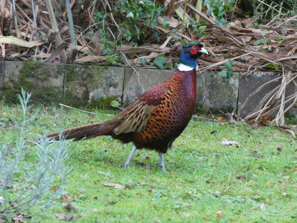 Photo of a pheasant strutting about in the garden. He has rich chestnut, golden-brown and black markings on his body and long tail, with a dark green-blue head, red face wattling and a white collar.