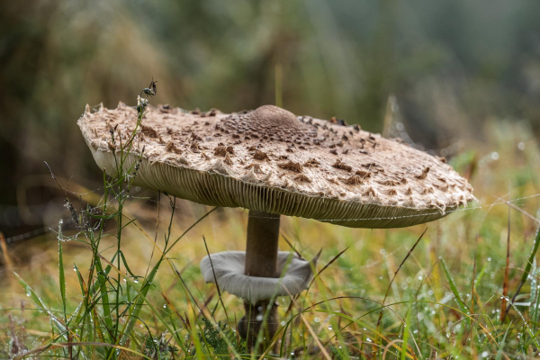 Schirmpilz auf Wiese, bildfüllend in Augenhöhe.