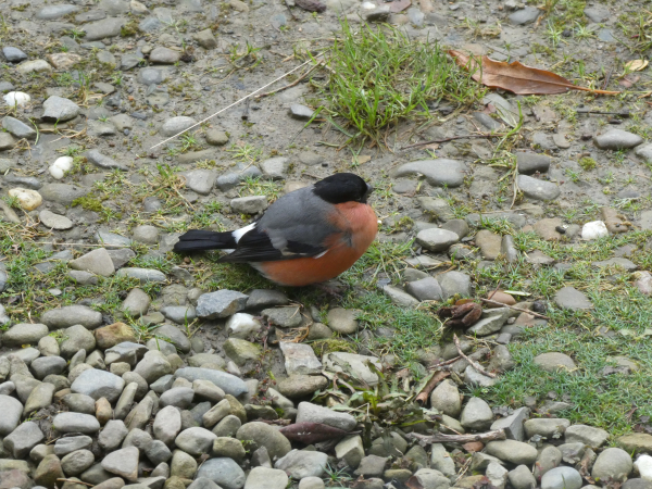 Photo of a male bullfinch with his beautiful rusty red breast, grey back, black cap and white rump. He’s sitting on a gravelly track, looking a little dazed after flying into a window.