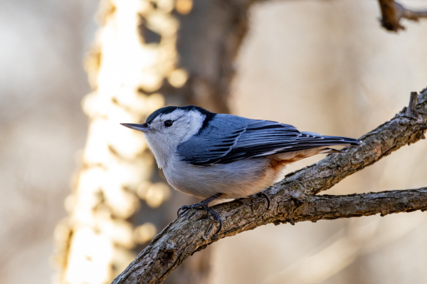 A white breasted nuthatch standing in profile on a thin branch. They are a sleek blue grey, black, and white bird with an all white face and belly. They have a small very pointy beak that is slightly upturned. Behind them is a small tree trunk illuminated in winter sun