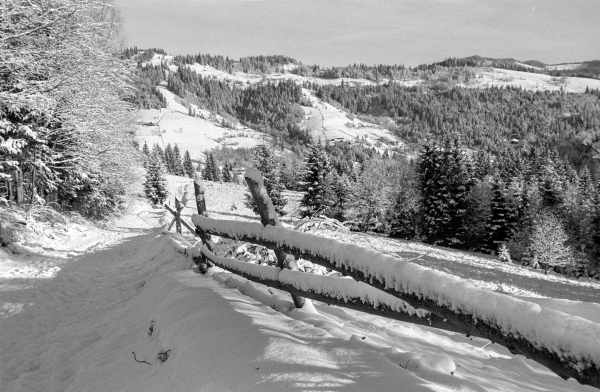 This serene winter landscape showcases the Ukrainian Carpathian Mountains covered in a blanket of fresh snow. In the foreground, a rustic wooden fence runs diagonally across the snow-covered path, its beams heavily laden with thick layers of snow. To the left, tall trees stand still, their branches delicately frosted, creating a natural frame for the scene.

In the distance, rolling hills and mountains are adorned with evergreen forests and open snow-covered fields, giving the terrain a beautiful contrast of dark and white tones. The varying slopes create a sense of depth and tranquility. The sky above appears clear, casting soft light over the entire scene, enhancing the peaceful, untouched beauty of this picturesque Carpathian winter.